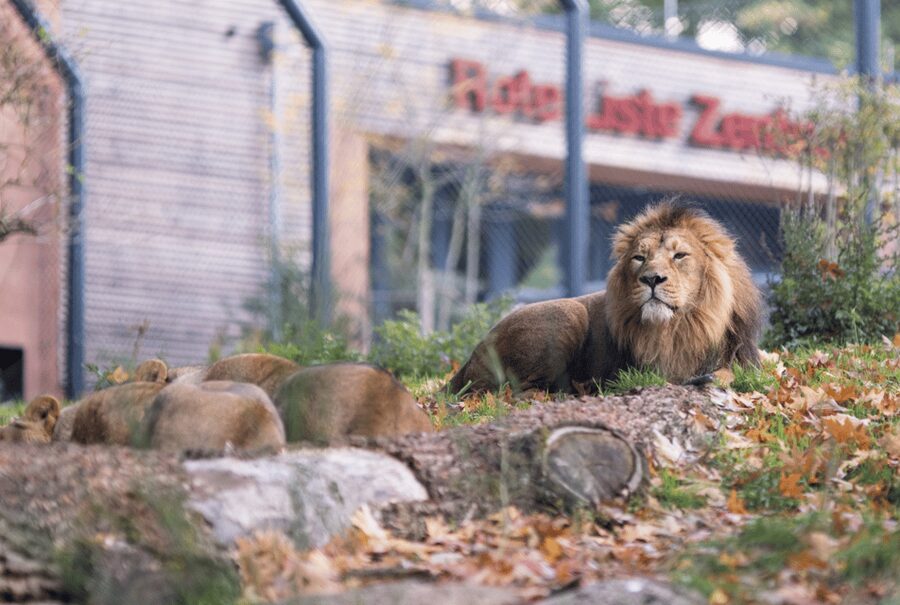 1-day ticket for Schwerin Zoo - Prairie dogs on the festival meadow, the best low-key break