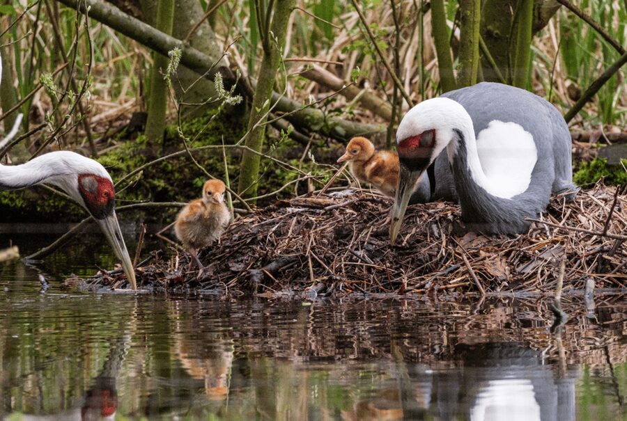 1-day ticket for Schwerin Zoo - Time planning, and how to avoid rushing or missing the best bits