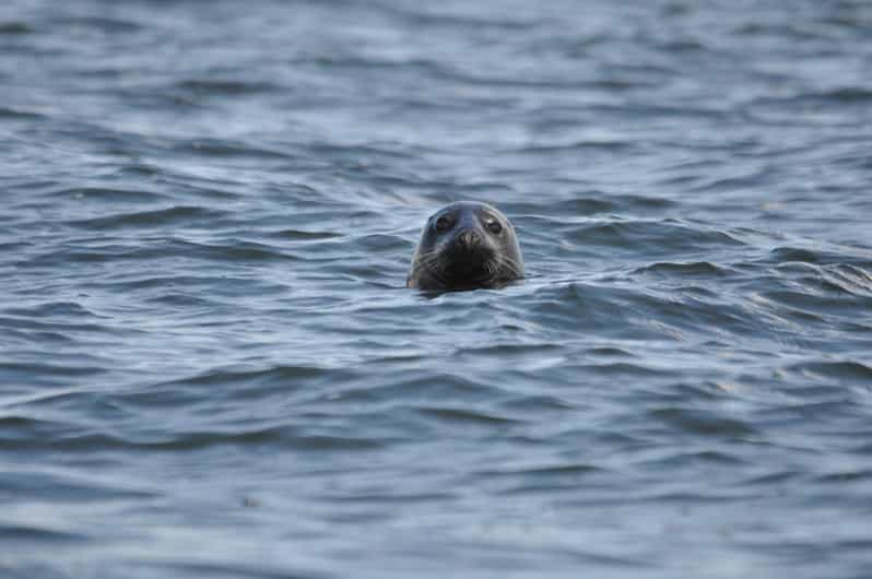 Baabe on Rügen: Seal-Spotting Cruise in the Baltic - Key points before you go