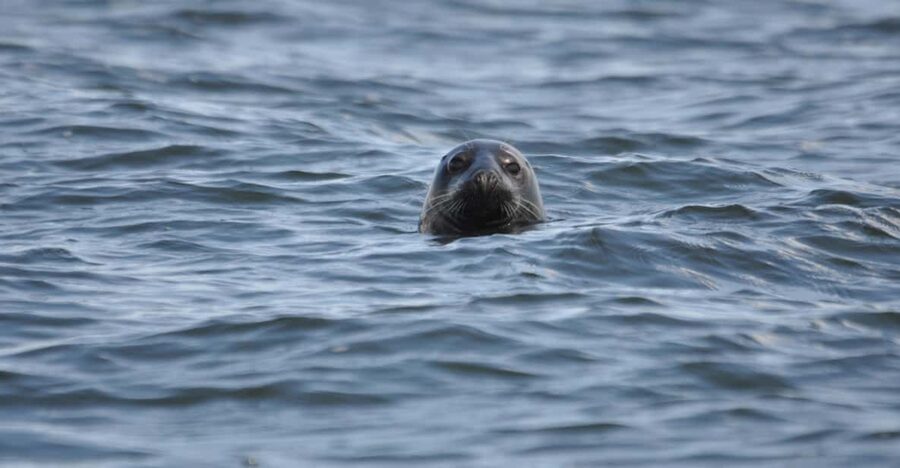 Baabe on Rügen: Seal-Spotting Cruise in the Baltic - Cruising southeast Rügen’s protected waters from the upper deck