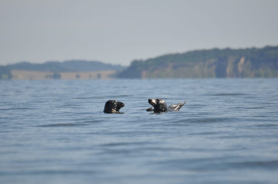 Baabe on Rügen: Seal-Spotting Cruise in the Baltic - Where to look for seals, including the Großer Stubber