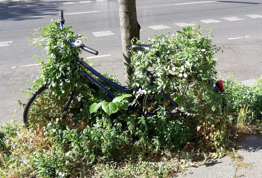 Berlin: Street Art and Alternative Tour - Who This Tour Fits Best (And Who Might Skip It)