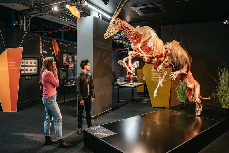 Berlin: Tickets for the BODY WORLDS Museum in Berlin - What the museum is like: real plastinates, no filter