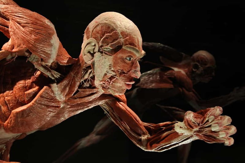 Berlin: Tickets for the BODY WORLDS Museum in Berlin - Audio, labels, and practical tips that actually help