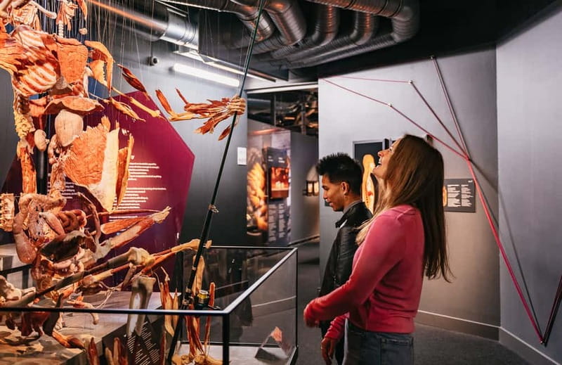 Berlin: Tickets for the BODY WORLDS Museum in Berlin - Who should go, and who might want to rethink it
