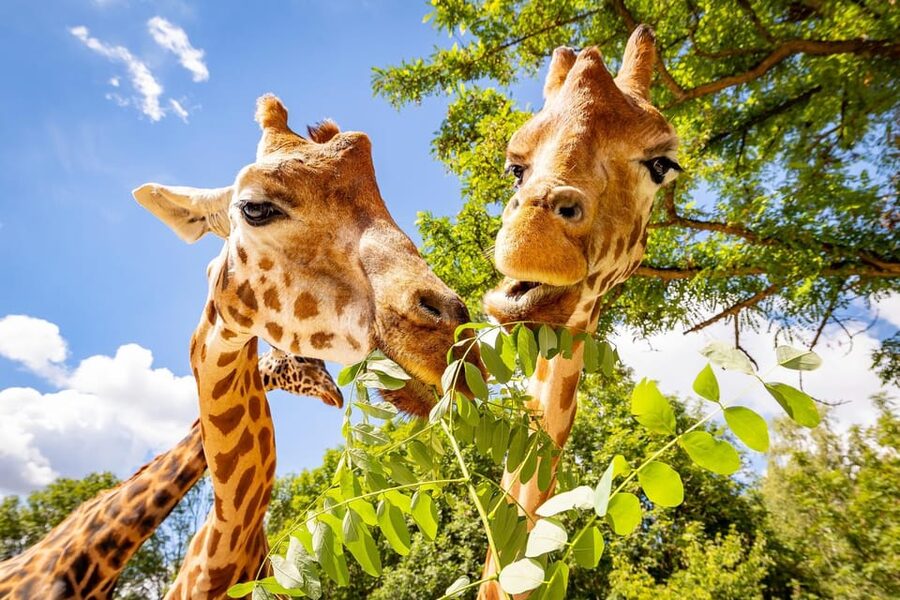 Berlin: Tickets for the Tierpark in East Berlin - Tierpark Berlin: A big zoo that feels like several continents