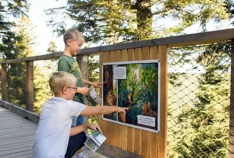 Black Forest: Treetop Walk & Lookout Tower Experience - Why Sommerberg Treetop Walk feels different than a normal forest stroll
