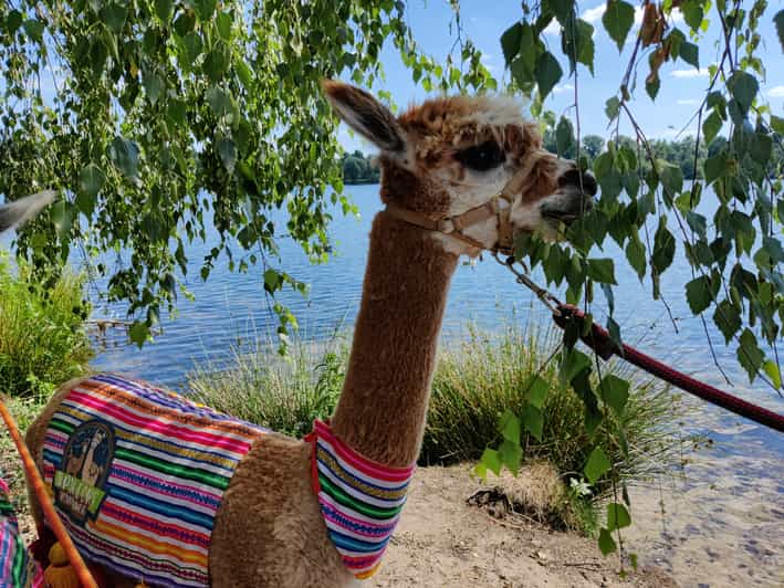 Braunschweig: Alpaca Trekking Tour - Key highlights worth showing up for