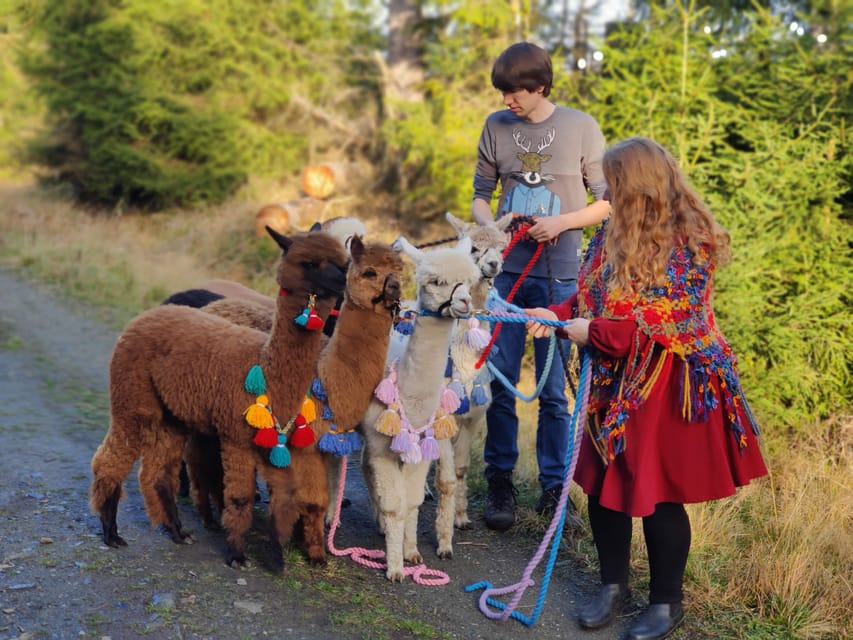 Braunschweig: Alpaca Trekking Tour - Braunschweig’s alpaca trek, and why this route feels right