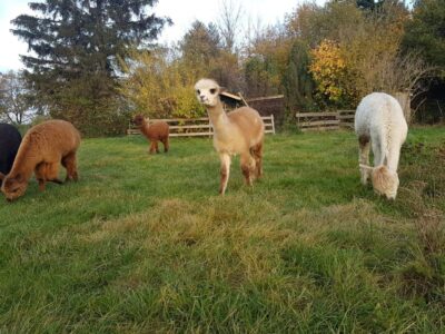 Braunschweig: Alpaca Trekking Tour