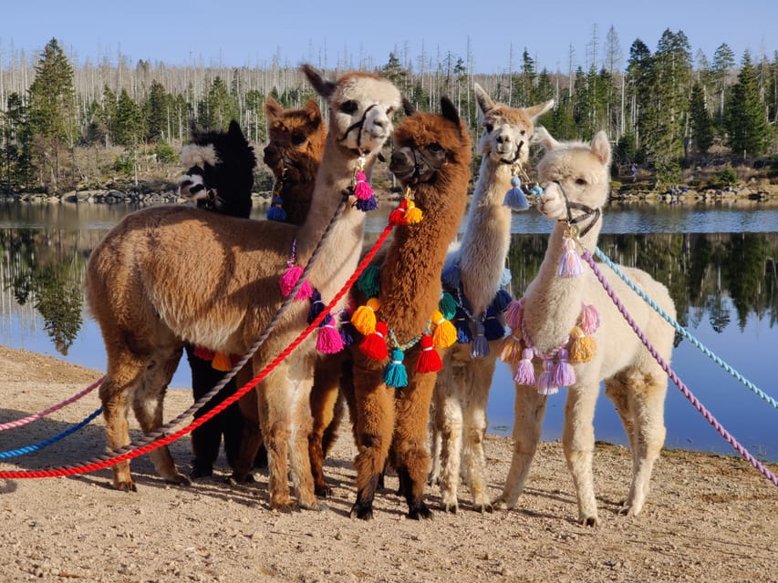Braunschweig: Alpaca Trekking Tour - Pepe, Marshmallow, and the herd’s personality up close
