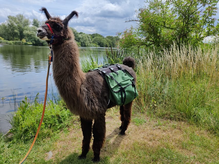 Braunschweig: Alpaca Trekking Tour - What the alpaca expert teaches you about safety and handling