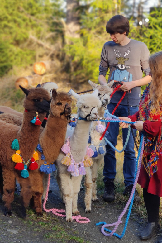Braunschweig: Alpaca Trekking Tour - Choosing your trek: Oker, Südsee, and the Riddagshausen coffee and cake option