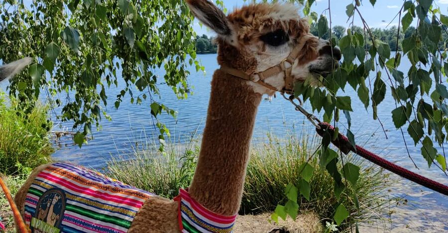 Braunschweig: Alpaca Trekking Tour - Group size, pace, and the kind of crowd this attracts
