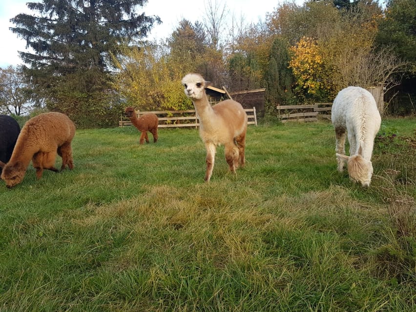 Braunschweig: Alpaca Trekking Tour - The 90-minute flow: safety chat, 75 minutes of walking, and a viewpoint break