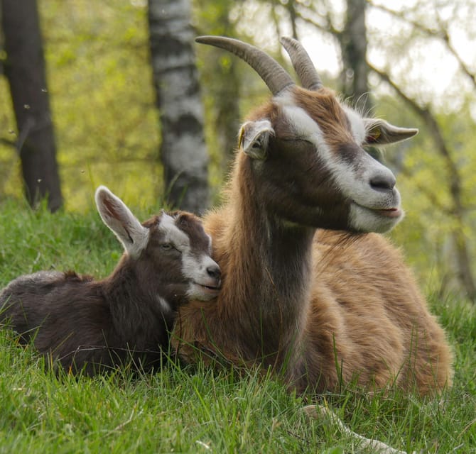 Climb the mountains together with goats - Saxon Switzerland, but with goats in the lead
