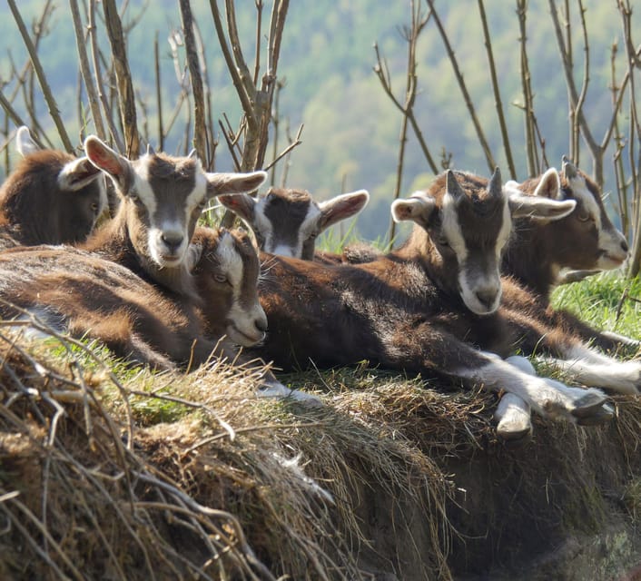 Climb the mountains together with goats - Heading back: descent, returning goats to pasture, and chat time
