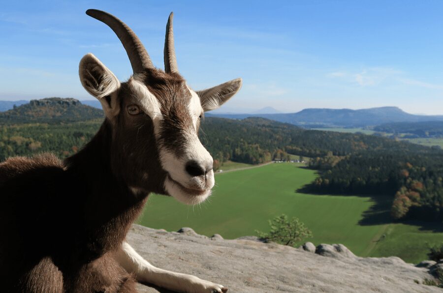 Climb the mountains together with goats - Who will love this most, and who might not