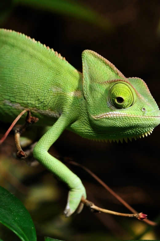 Cologne: Cologne Zoo and Aquarium Entry Ticket - Key highlights to aim for