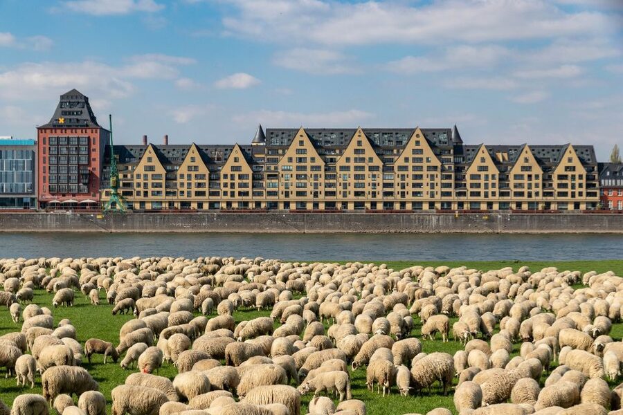 Cologne Highlights Privat Walking Tour & Panoramic boat trip - Why This Walking Tour Plus Rhine Cruise Works