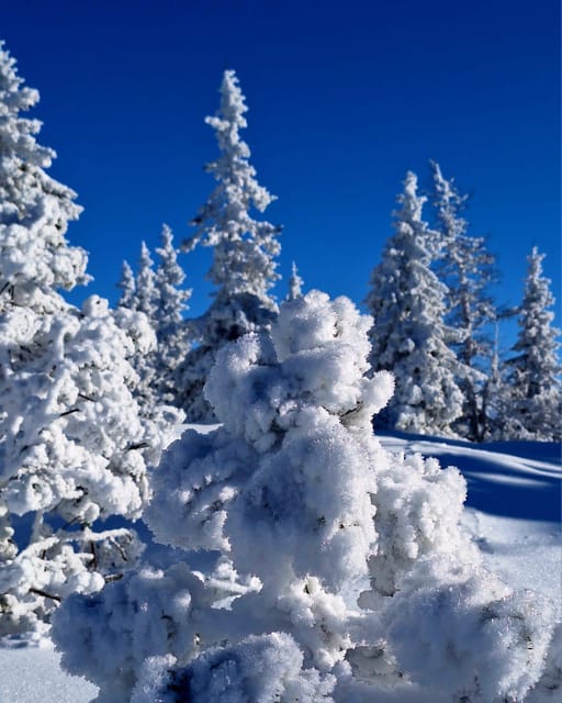 Ehrwald: Zugspitze Snowshoe Hiking Tour with Mountain Views - Who this tour is not for, and why that’s good to know