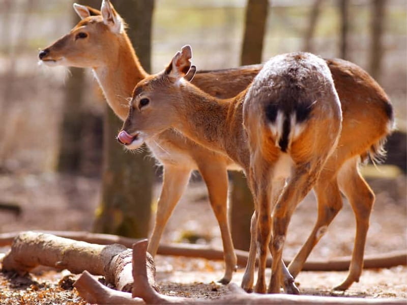 Erfurt: Erfurt Zoo Entry Ticket - What you actually get with your entry ticket