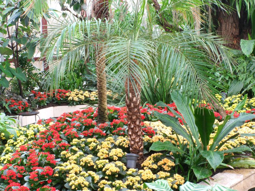 Hannover: Guided tour of the Berggarten - Accessibility and practical comfort in the greenhouses
