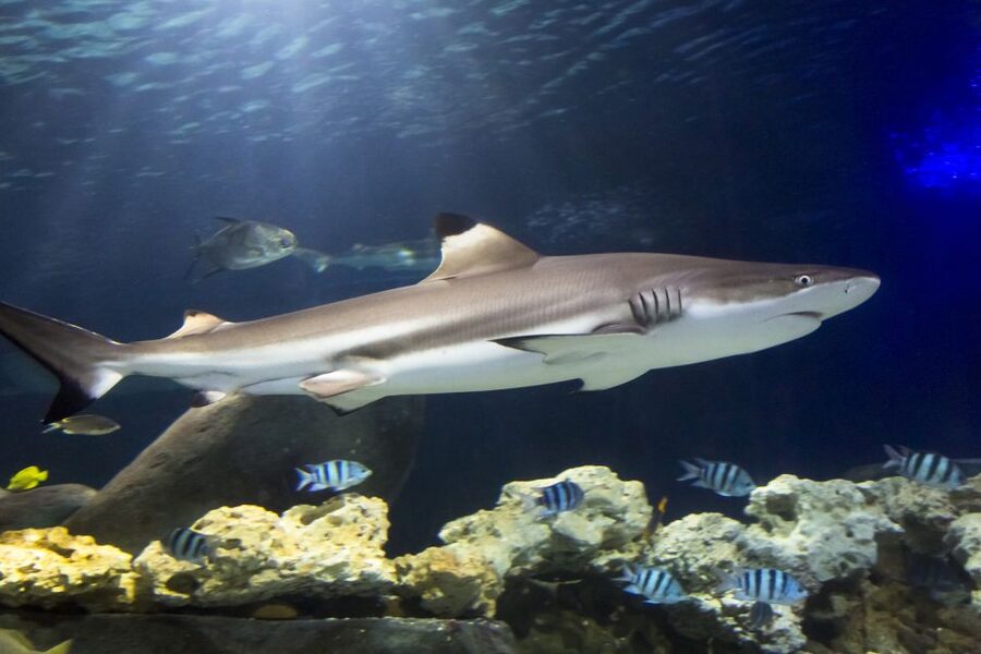 Hanover: SEA LIFE Entry Ticket - Following the Leine River route into mangroves, reefs, and the ocean tunnel
