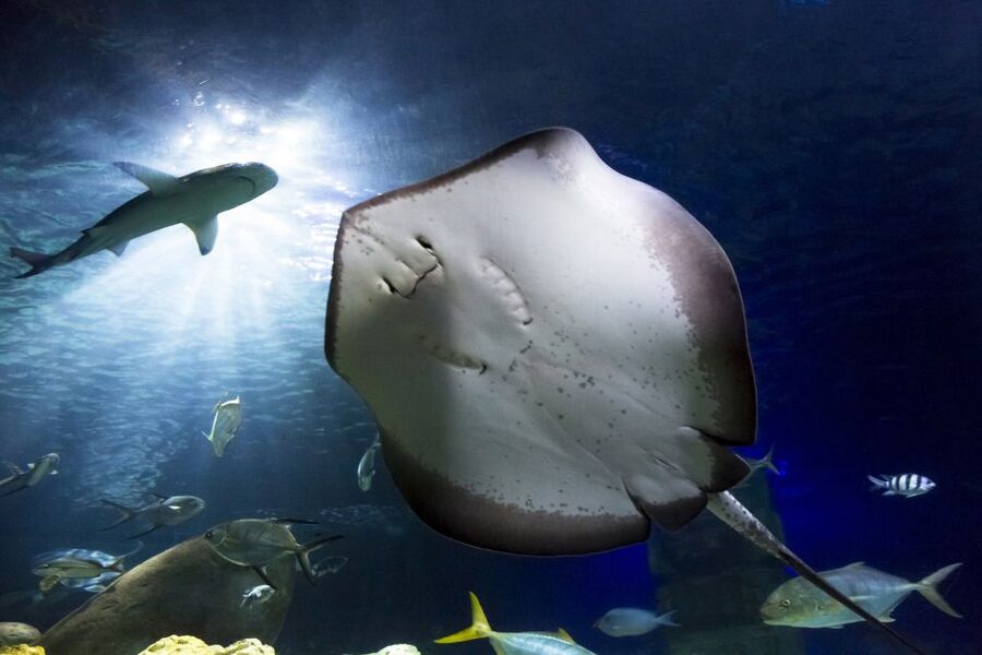 Hanover: SEA LIFE Entry Ticket - Rainforest green house and the jungle ranger experience