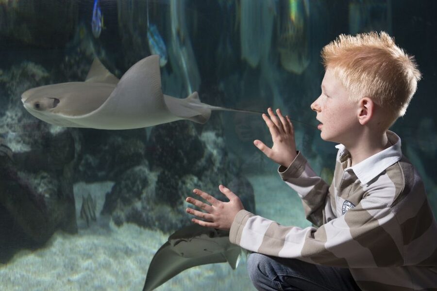 Hanover: SEA LIFE Entry Ticket - Daily feedings: where the visit turns educational