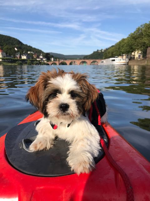 Heidelberg: 2-Hour Kayak Tour - How long is two hours, and what you actually do in that time