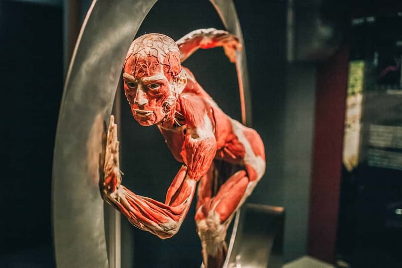 Heidelberg: KÖRPERWELTEN Museum Entry Ticket - Getting to BODY WORLDS in Heidelberg without the hassle