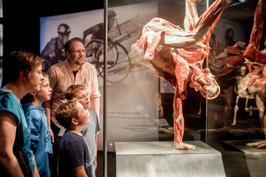 Heidelberg: KÖRPERWELTEN Museum Entry Ticket - The plastinated specimens: precise, scientific, and sometimes playful