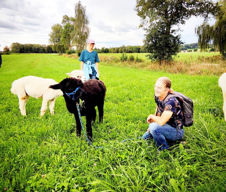 Jettingen-Scheppach: Alpaca hike through the Mindeltal - Getting Set Up at Schönenberg Alpakas in Jettingen-Scheppach