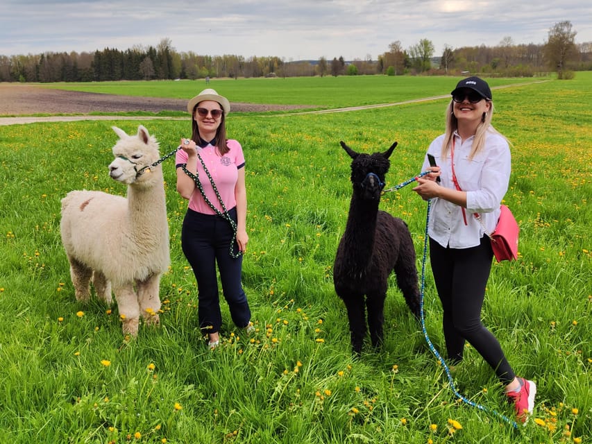 Jettingen-Scheppach: Alpaca hike through the Mindeltal - First Stop: Feeding the Llamas in the Enclosure