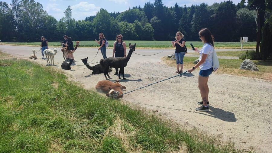 Jettingen-Scheppach: Alpaca hike through the Mindeltal - The Short Animal Intro: How You Learn to Act Calmly