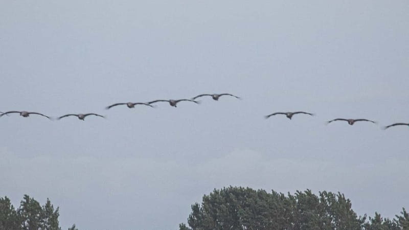 Kleine Kranichtour mit MS Swantevit ab Zingst - Key things you will notice on this crane cruise