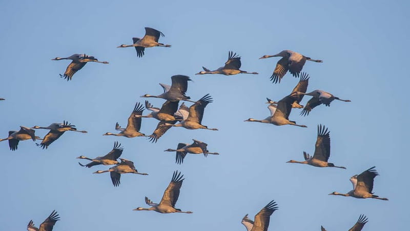 Kleine Kranichtour mit MS Swantevit ab Zingst - Why this MS Swantevit crane trip from Zingst feels different