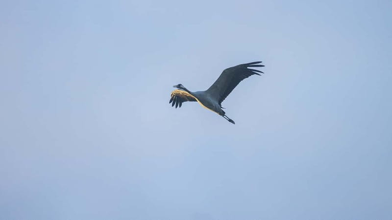 Kleine Kranichtour mit MS Swantevit ab Zingst - Why the guided talk in German can still be worthwhile