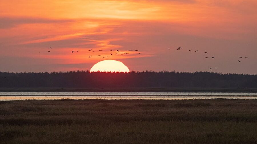Kleine Kranichtour mit MS Swantevit ab Zingst - The sunset factor: when timing shapes what you see
