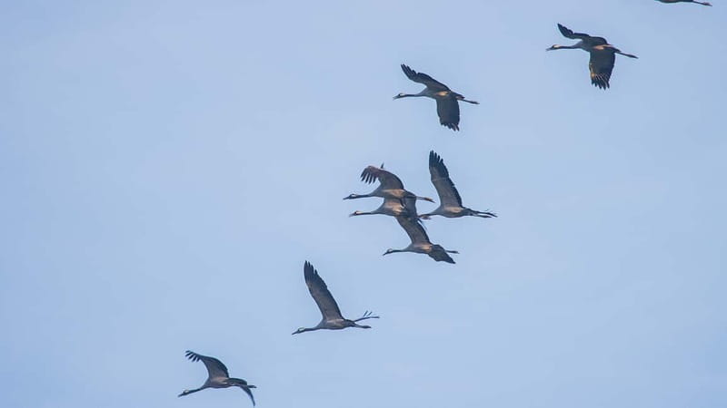 Kleine Kranichtour mit MS Swantevit ab Zingst - What wildlife viewing is really like on this route