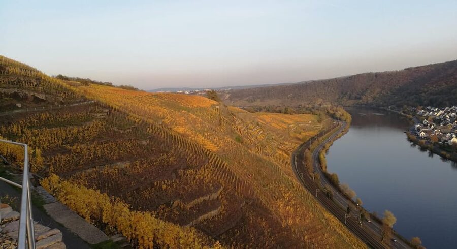 Koblenz: The Living Vineyard, Nature & Wine Enjoyment - What to pack, and what to wear on a rain-or-shine vineyard walk
