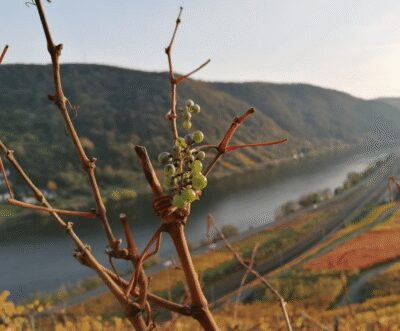 The Living Vineyard, Nature & Wine Enjoyment