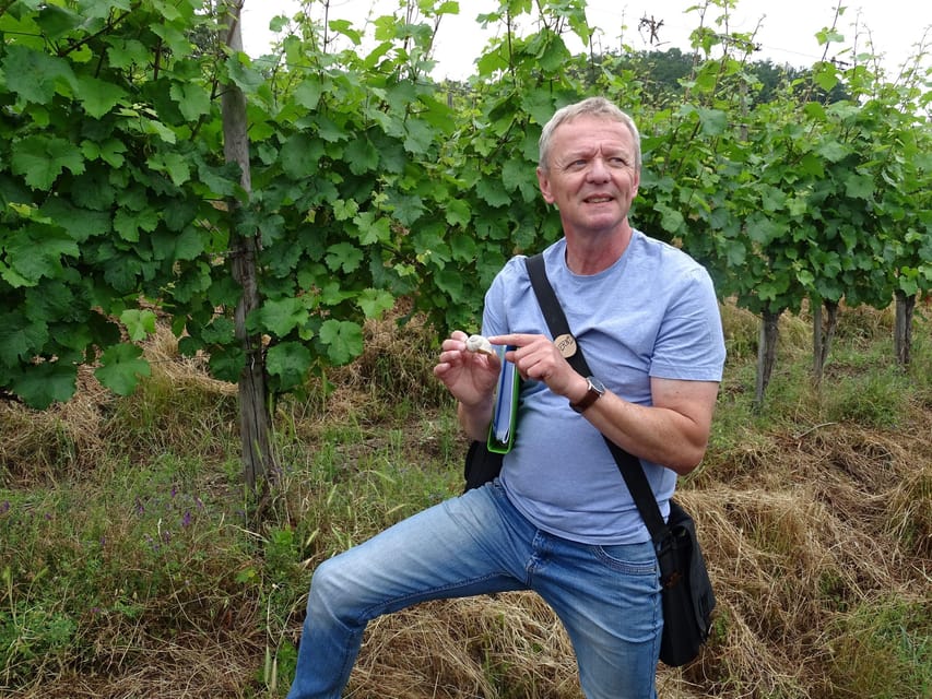 Koblenz: The Living Vineyard, Nature & Wine Enjoyment - Biodiversity stops: vines, dry stone walls, meadows, and woodland