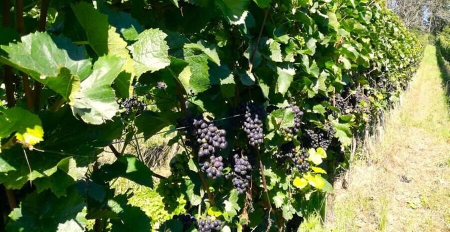 Koblenz: The Living Vineyard, Nature & Wine Enjoyment - Value for about $30: what you’re really paying for