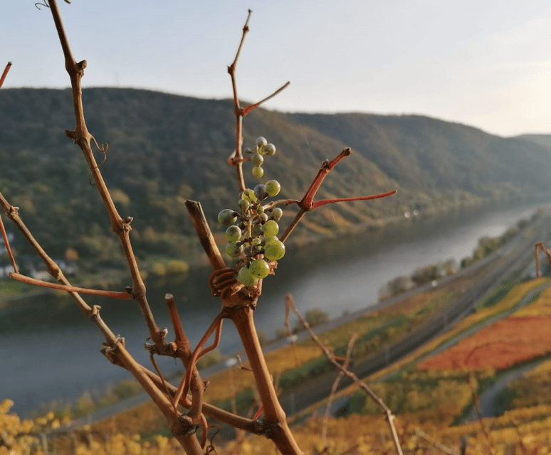 Koblenz: The Living Vineyard, Nature & Wine Enjoyment - The Moselle uphill walk, 3 kilometers that actually feel manageable