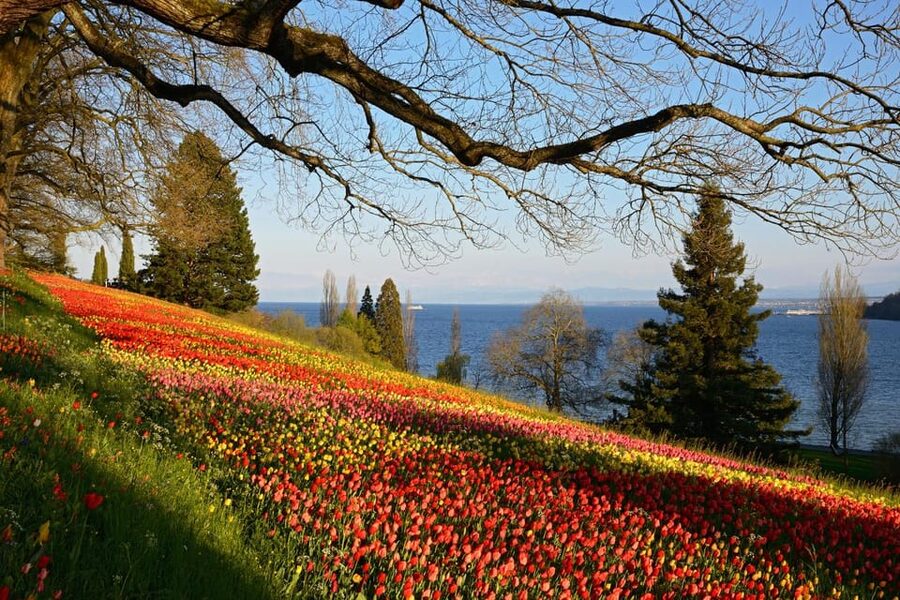 Konstanz: Mainau Island Entry Ticket - The Teutonic castle (completed 1746) and St. Marien church