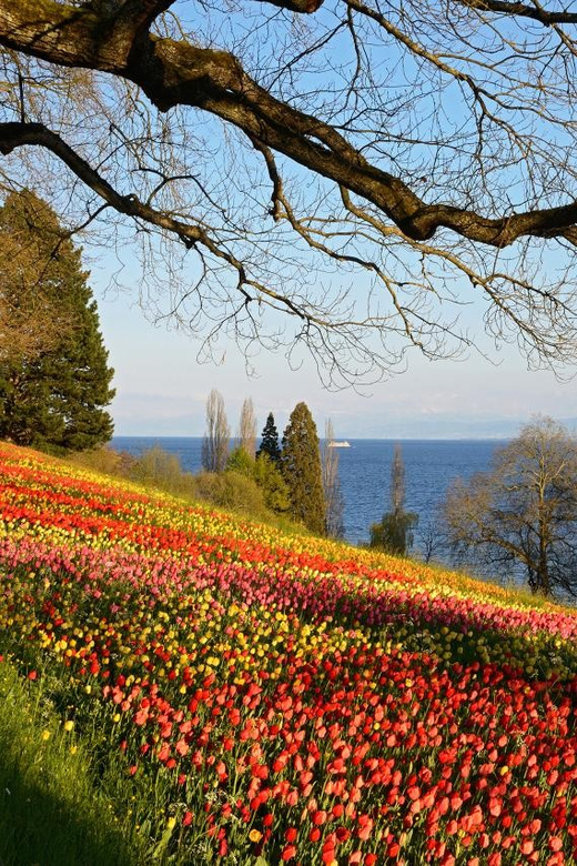 Konstanz: Mainau Island Entry Ticket - Entry ticket value: what $15 really buys you