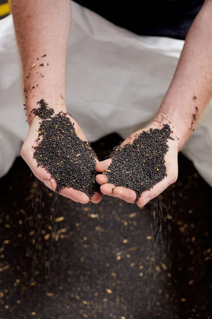 Leipzig oil mill: guided tour & tasting - Cold-pressed organic oil tasting: how to get more from the samples