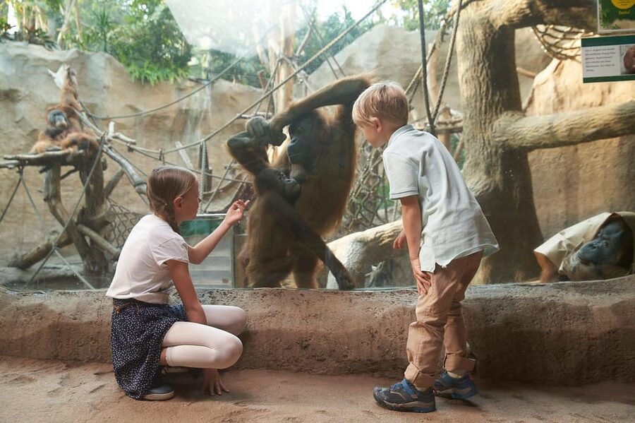 Leipzig Zoo: Entry Ticket - The African savannah finale with lions and zebras